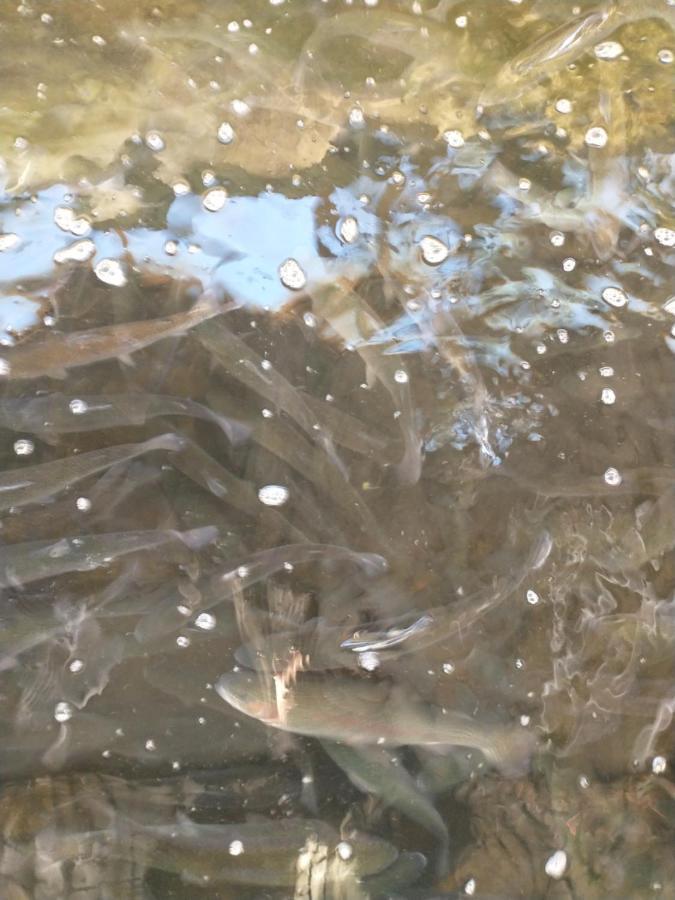 Altana Caloroczna Vira Numer 7 Herbergerowka Agroturystyka Na Wsi Duszniki Zdrój Εξωτερικό φωτογραφία